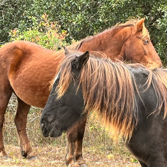Meet your Posher, Elizabeth ♥️ - Picture 9 of 9